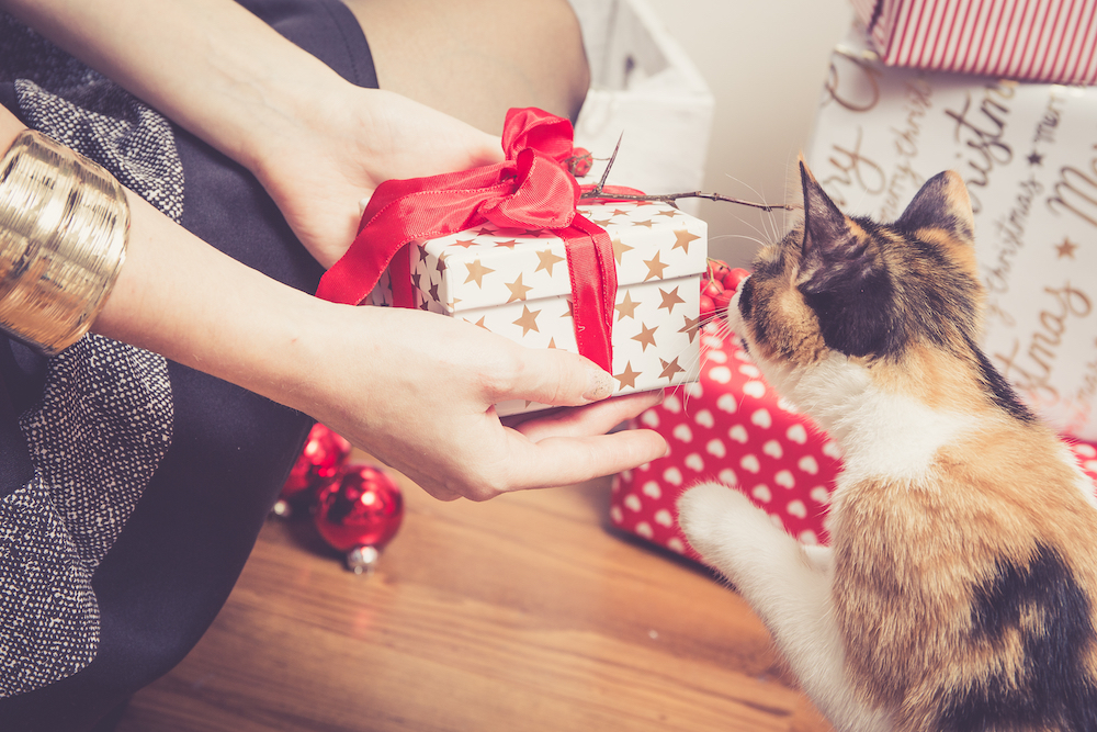 The Best Christmas Gifts for Your Cat!
